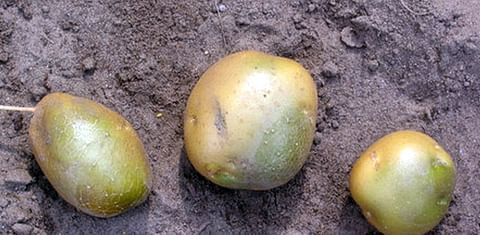 Esto es lo que esconden las patatas que tienen manchitas verdes en la piel