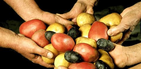 Las patatas italianas dan el salto de calidad tanto en envasado como en oferta