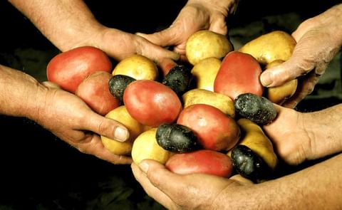 Queremos tratar las patatas como si fueran galletas, en cajas de cartón atractivas y con un contenido particular y de gran calidad. Queremos tratar las patatas como si fueran galletas, en cajas de cartón atractivas y con un contenido particular y de gran calidad.