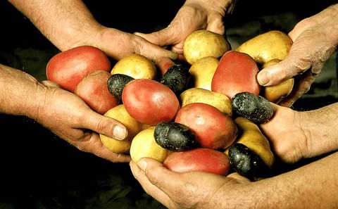 Queremos tratar las patatas como si fueran galletas, en cajas de cartón atractivas y con un contenido particular y de gran calidad. Queremos tratar las patatas como si fueran galletas, en cajas de cartón atractivas y con un contenido particular y de gran calidad.