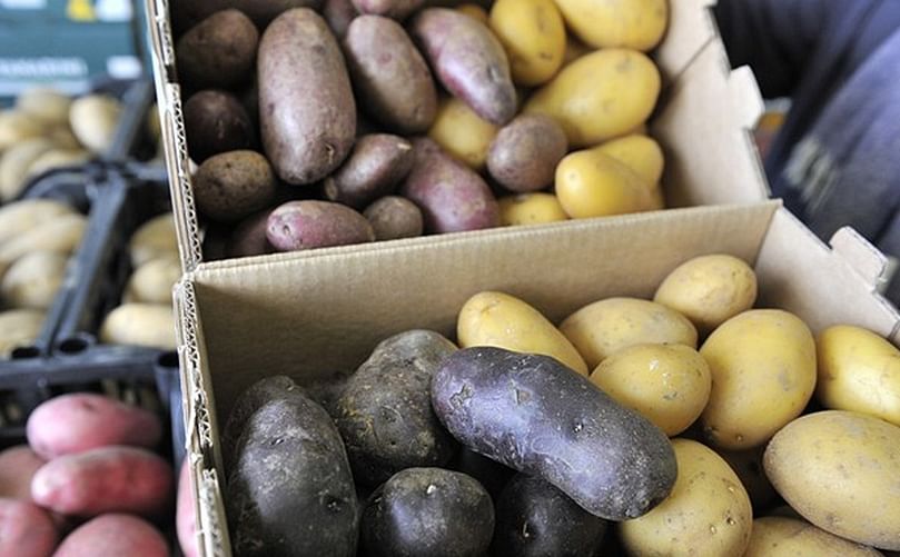 Los paquetes contienen dos tipos de patatas a elección: amarillas y violetas o amarillas y rojas.(Cortesía: Fresh Plaza)