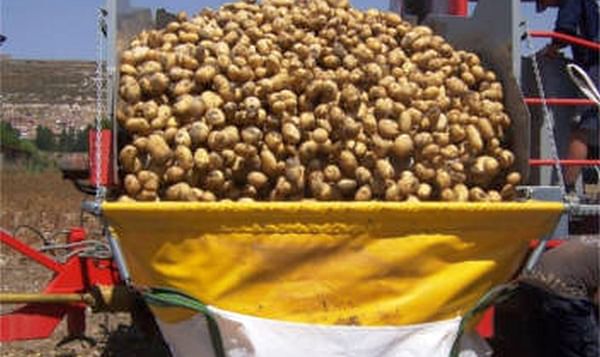 APPACYL recomienda sembrar menos patata en 2021 y que sea de lavado