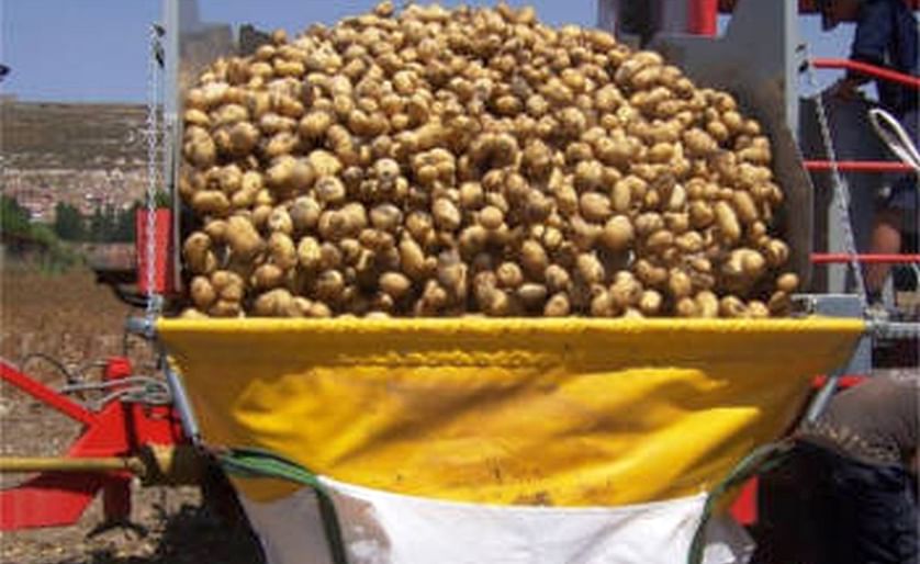 APPACYL recomienda sembrar menos patata en 2021 y que sea de lavado