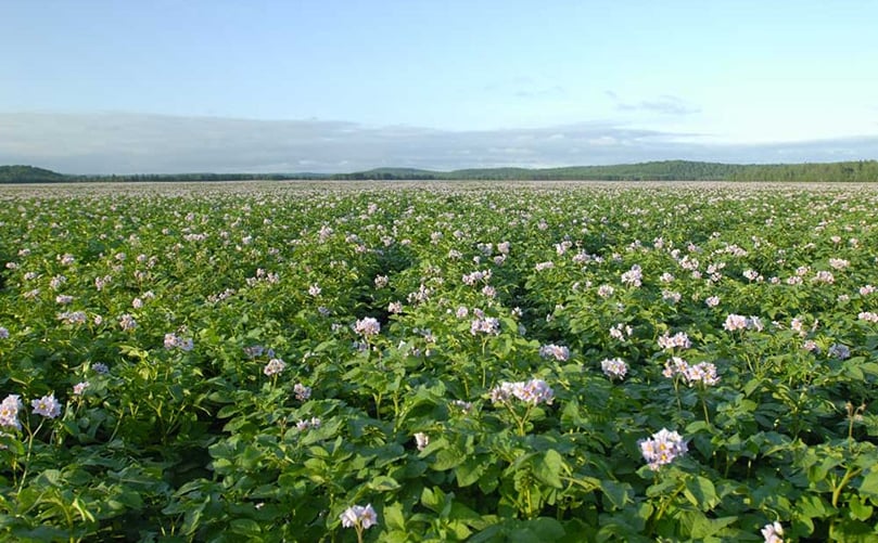 Patates Dolbec grows potatoes in rotation on 10.000 acres Patates Dolbec grows potatoes in rotation on 10.000 acres