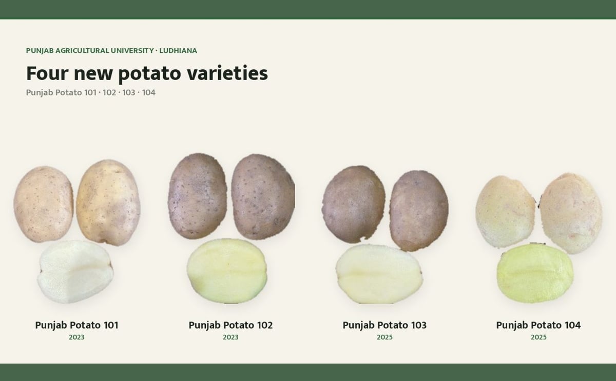 Punjab Agricultural University’s four new potato varieties—Punjab Potato 101, 102, 103 and 104—offer farmers options for high yield, early harvesting and late-blight resistance. Punjab Agricultural University’s four new potato varieties—Punjab Potato 101, 102, 103 and 104—offer farmers options for high yield, early harvesting and late-blight resistance.