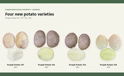 Punjab Agricultural University’s four new potato varieties—Punjab Potato 101, 102, 103 and 104—offer farmers options for high yield, early harvesting and late-blight resistance. Punjab Agricultural University’s four new potato varieties—Punjab Potato 101, 102, 103 and 104—offer farmers options for high yield, early harvesting and late-blight resistance.