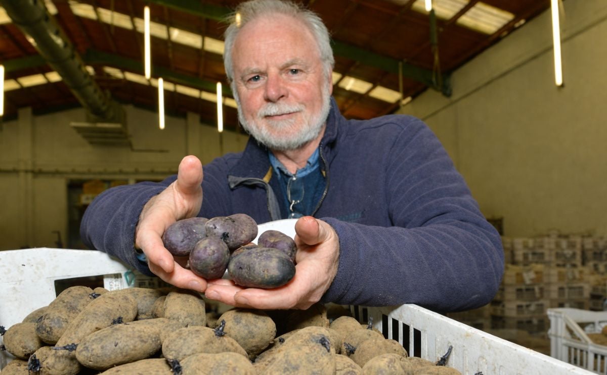 Purple Magic potato reaches finals of Northern Ireland Innovation competition INVENT 2016 Purple Magic potato reaches finals of Northern Ireland Innovation competition INVENT 2016
