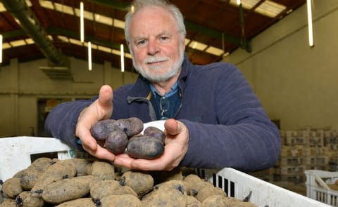 Paul Watts, potato breeder with the Agri-Food and Biosciences Institute, with the potatoes which are purple inside too Paul Watts, potato breeder with the Agri-Food and Biosciences Institute, with the potatoes which are purple inside too