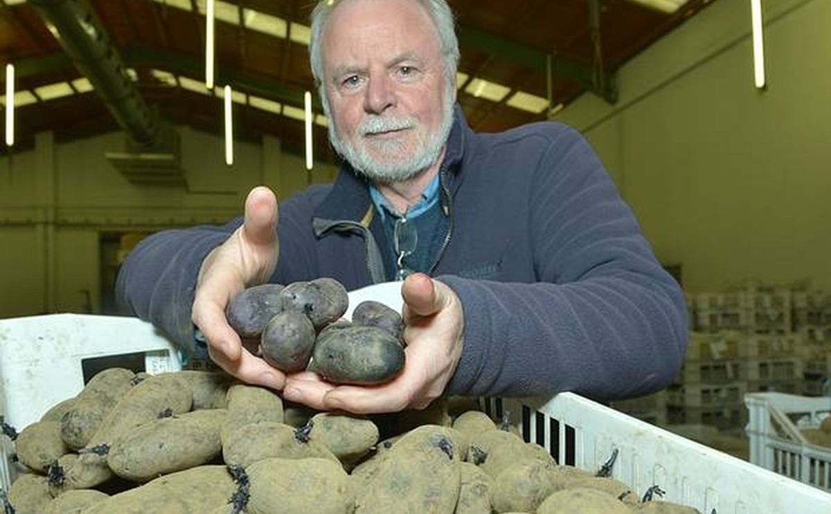 Paul Watts, potato breeder with the Agri-Food and Biosciences Institute, with the potatoes which are purple inside too