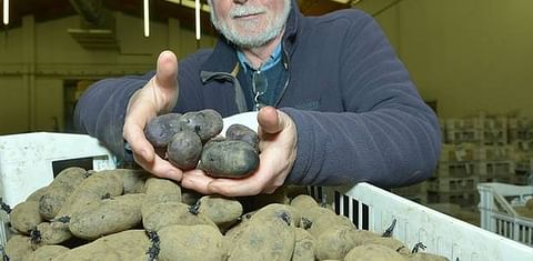 Purple Magic potato reaches finals of Northern Ireland Innovation competition INVENT 2016