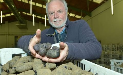 Paul Watts, potato breeder with the Agri-Food and Biosciences Institute, with the potatoes which are purple inside too Paul Watts, potato breeder with the Agri-Food and Biosciences Institute, with the potatoes which are purple inside too