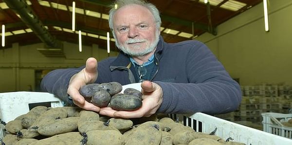 Purple Magic potato reaches finals of Northern Ireland Innovation competition INVENT 2016