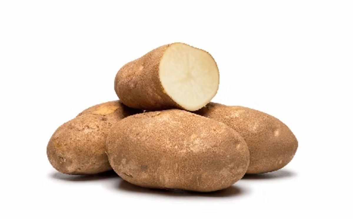 PAYETTE RUSSET