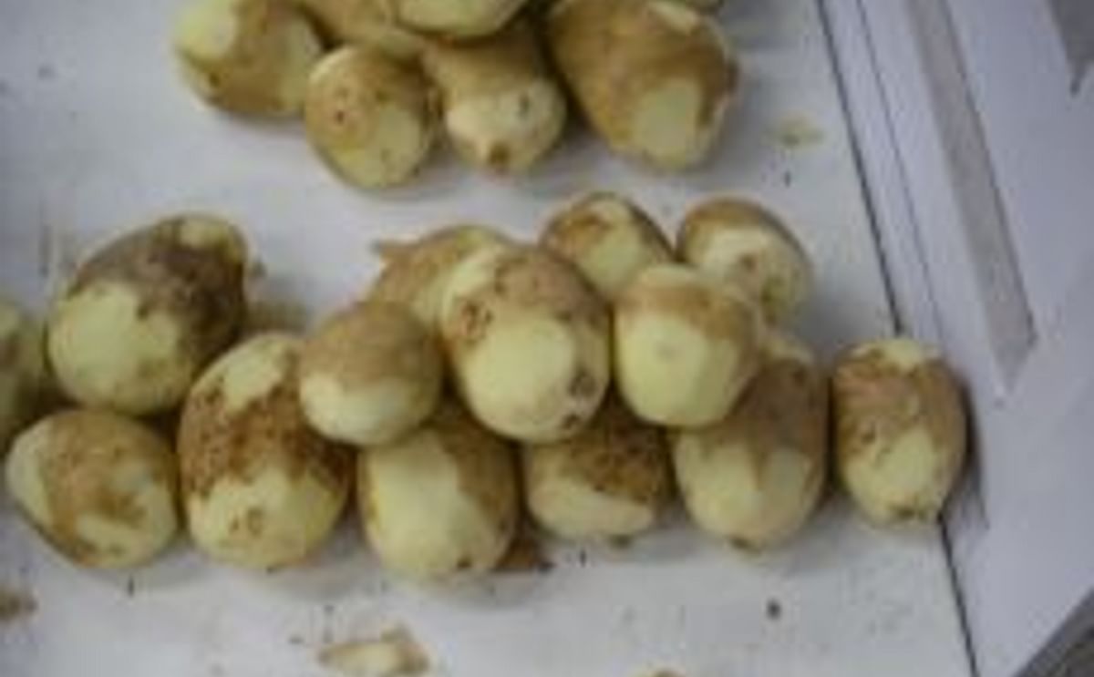 Quality 2009 potato crop major headache for European potato processors