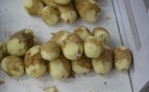 Quality 2009 potato crop major headache for European potato processors Quality 2009 potato crop major headache for European potato processors