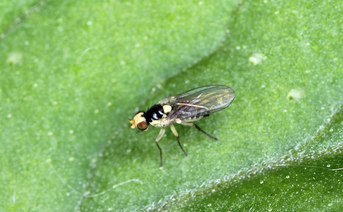 Pea Leafminer Fly