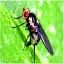 Pea Leafminer Fly