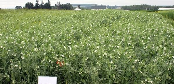 Field Peas show promise in Maine Potato Crop Rotation Research