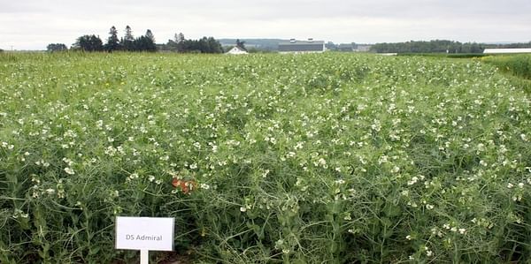 Field Peas show promise in Maine Potato Crop Rotation Research