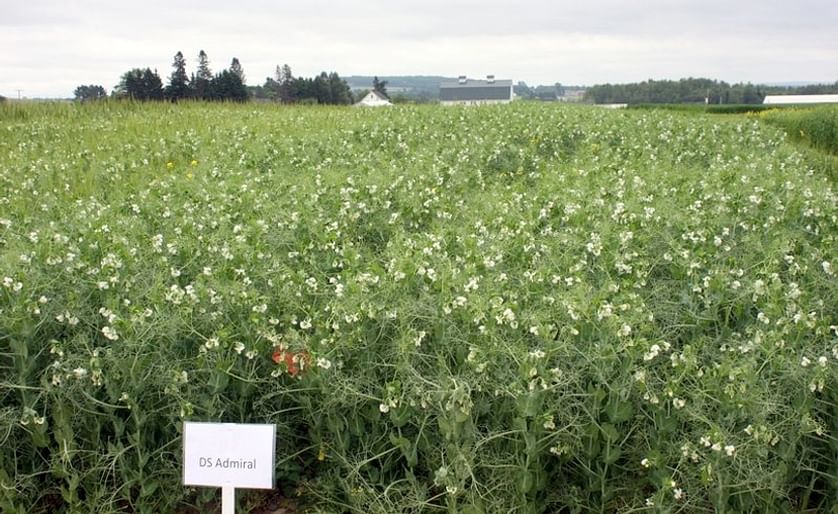 Field peas in a demonstration trial at UMaine's Aroostook Farm. (Courtesy: University of Maine Cooperative Extension, 2013)
