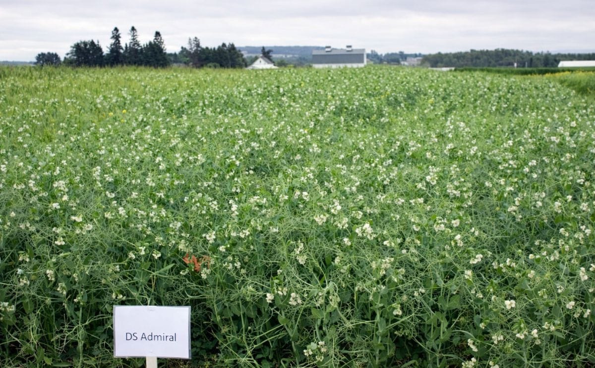 Field Peas show promise in Maine Potato Crop Rotation Research Field Peas show promise in Maine Potato Crop Rotation Research