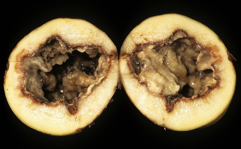 Early 20th-century depiction of tuber soft rot symptoms from agricultural bulletins Early 20th-century depiction of tuber soft rot symptoms from agricultural bulletins