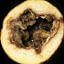 Bacterial Blackleg and Tuber Soft Rot / Pectobacterium