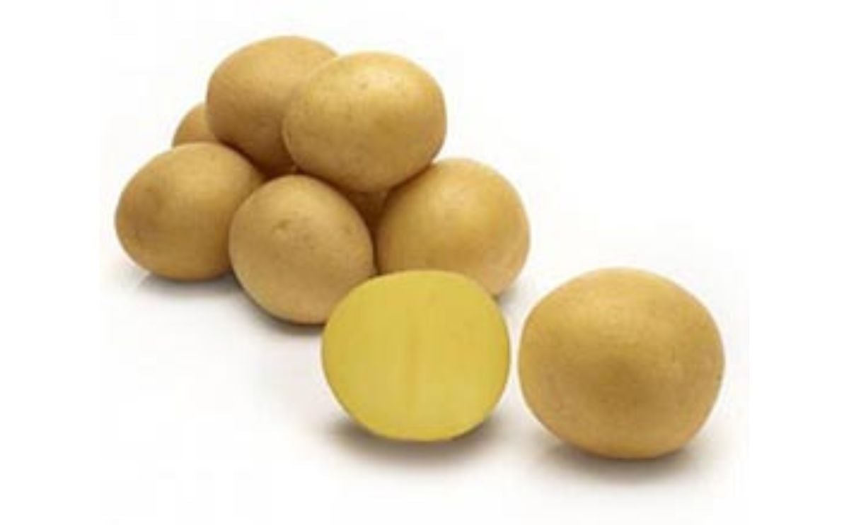 PEELA PEELA