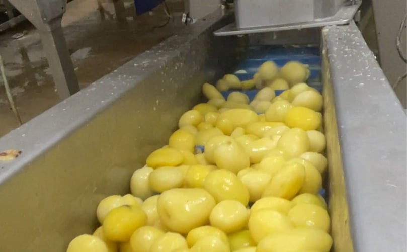 Re-peeling of steam-peeled products with Forsfood solution Re-peeling of steam-peeled products with Forsfood solution