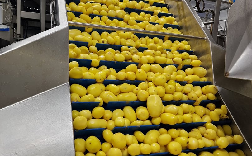 Peeled potatoes exiting the steam peeling process, demonstrating uniform peel removal