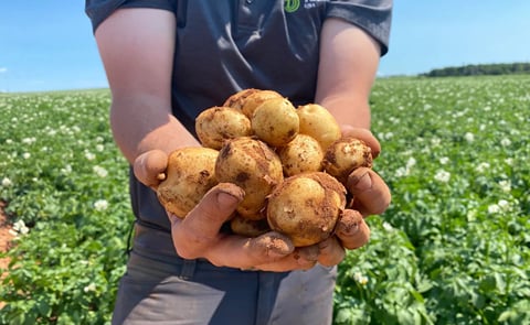 PEI based Salad Company, Johnston’s Encourages Canadians to Support Local PEI Potato Farmers in Response to Recent Export Ban PEI based Salad Company, Johnston’s Encourages Canadians to Support Local PEI Potato Farmers in Response to Recent Export Ban
