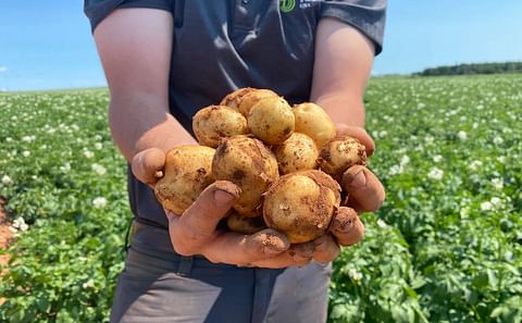 PEI based Salad Company, Johnston’s Encourages Canadians to Support Local PEI Potato Farmers in Response to Recent Export Ban
