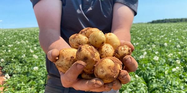 PEI based Salad Company, Johnston’s Encourages Canadians to Support Local PEI Potato Farmers in Response to Recent Export Ban