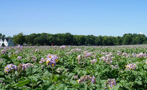 Potato Field in Bloom on Prince Edward Island, Canada Potato Field in Bloom on Prince Edward Island, Canada