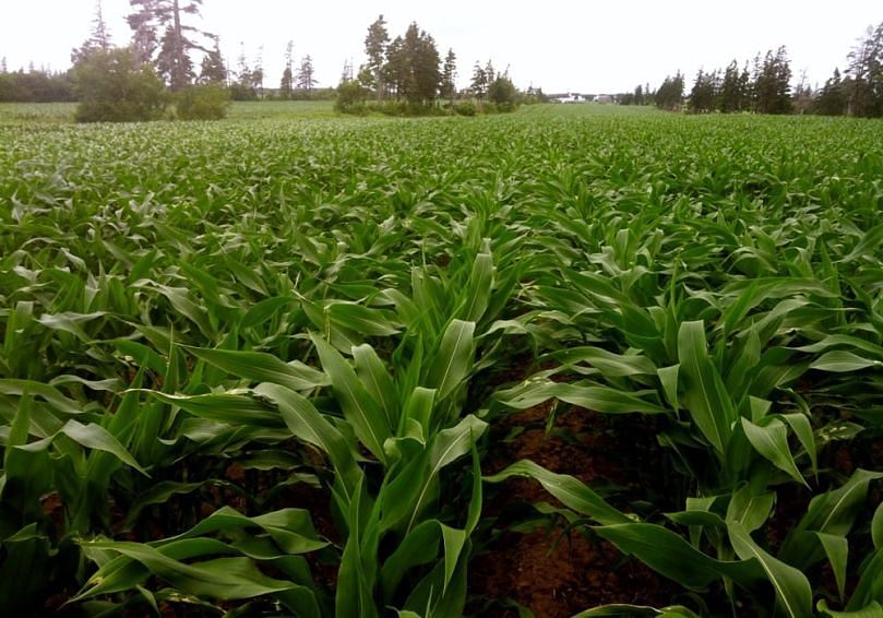 Corn production on the Island is challenged by the timing conflicts, with growers busy in potatoes when the corn needs attention.(Courtesy Andrew Van Wiechen, Phillips Agri Services)