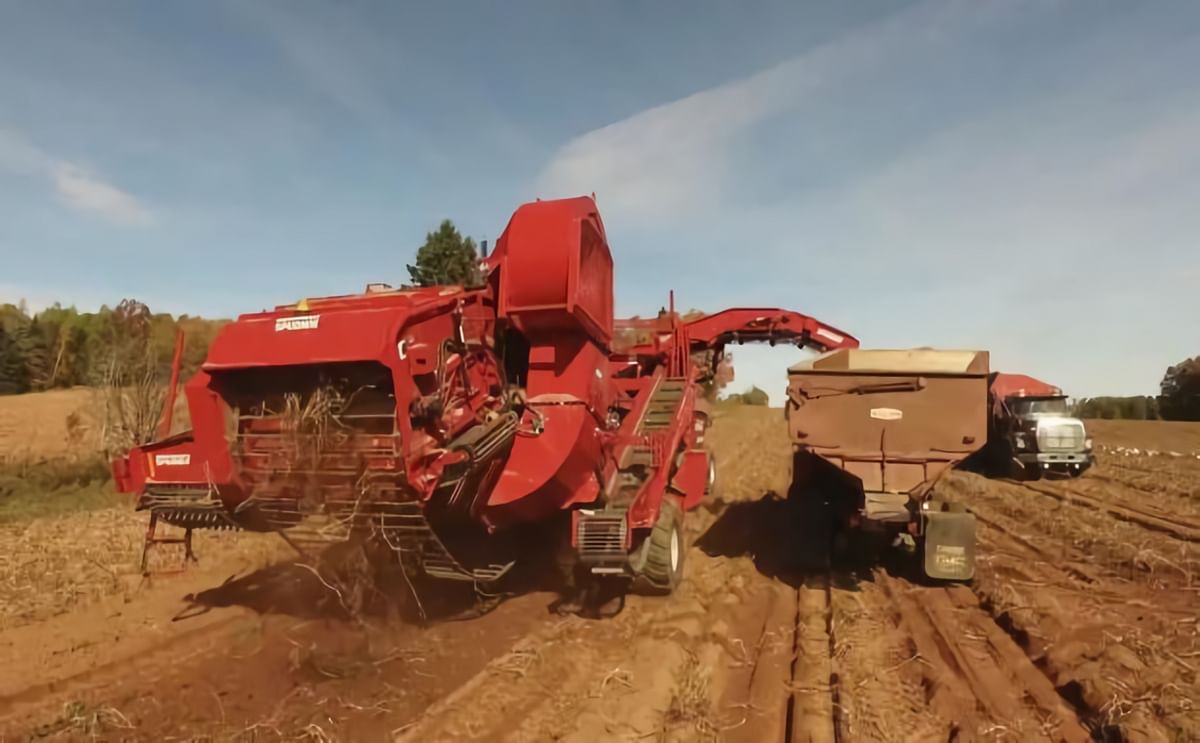 Modern Potato Harversters make rock picking obsolete Modern Potato Harversters make rock picking obsolete