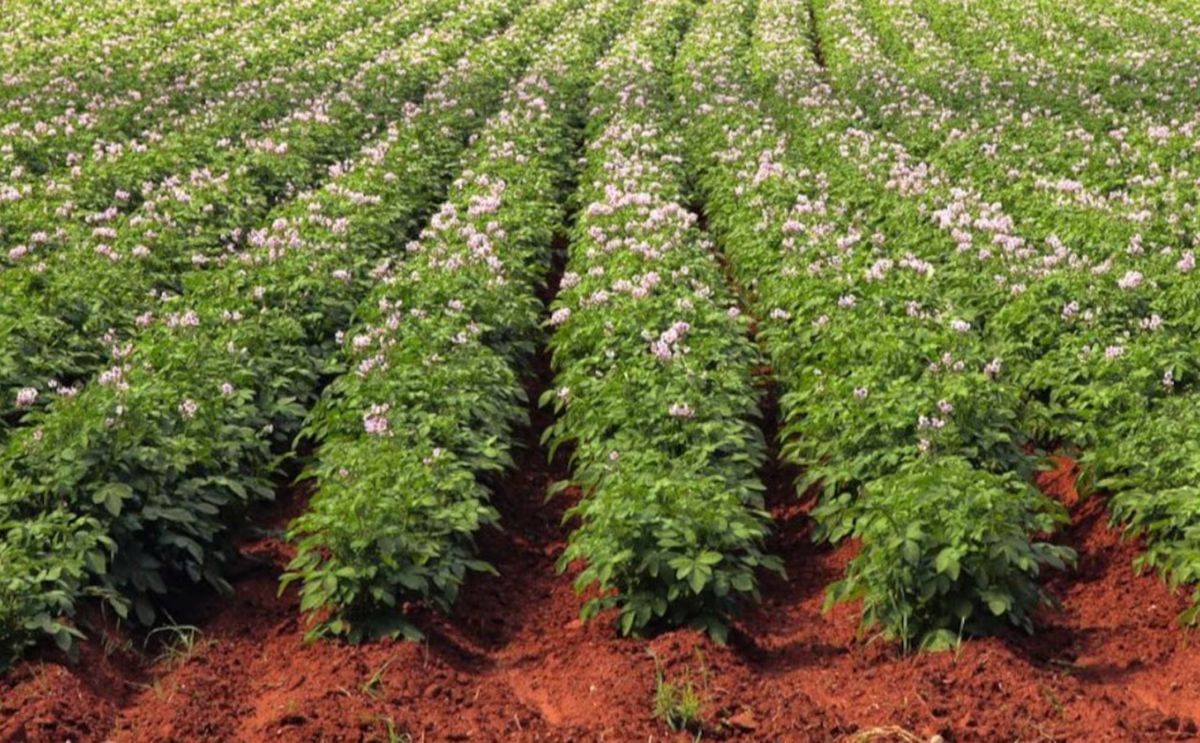 P.E.I. has launched a buy-back program for designated potato wart index fields. P.E.I. has launched a buy-back program for designated potato wart index fields.