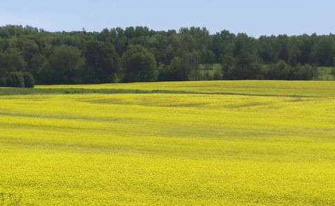 'There are probably not too many places on P.E.I. over the next few weeks that you won't notice a brilliant yellow field,' according to Greg Donald, PEI Potato Board. 'There are probably not too many places on P.E.I. over the next few weeks that you won't notice a brilliant yellow field,' according to Greg Donald, PEI Potato Board.