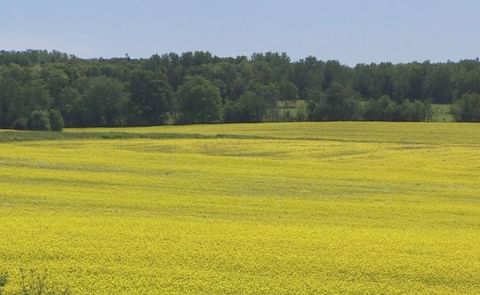 'There are probably not too many places on P.E.I. over the next few weeks that you won't notice a brilliant yellow field,' according to Greg Donald, PEI Potato Board. 'There are probably not too many places on P.E.I. over the next few weeks that you won't notice a brilliant yellow field,' according to Greg Donald, PEI Potato Board.