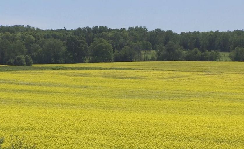 'There are probably not too many places on P.E.I. over the next few weeks that you won't notice a brilliant yellow field,' according to Greg Donald, PEI Potato Board.