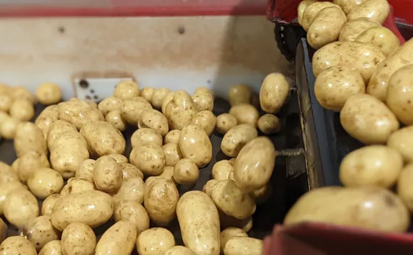 On November 21, the Canadian Food Inspection Agency suspended the fresh potato trade to the United States and its territory of Puerto Rico. Courtesy: Shane Hennessey/CBC On Nov. 21, the Canadian Food Inspection Agency suspended the fresh potato trade to the United States and its territory of Puerto Rico. Courtesy: Shane Hennessey/CBC