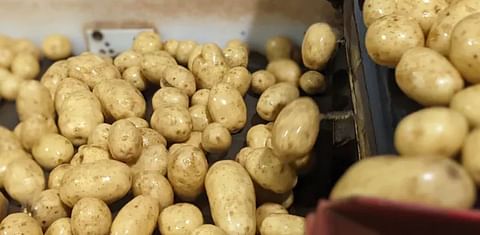 Time to permanently retire fields with potato wart, P.E.I. legislative committee says