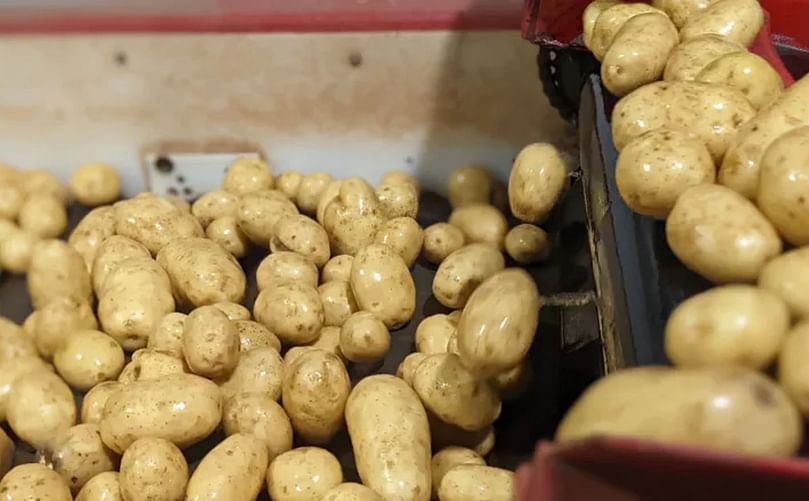 On Nov. 21, the Canadian Food Inspection Agency suspended the fresh potato trade to the United States and its territory of Puerto Rico. Courtesy: Shane Hennessey/CBC