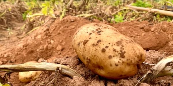Summer drought still impacting potato farmers Prince Edward Island