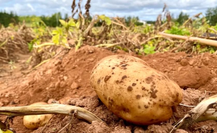 More rain could still help potato farmers who are dealing with a tough year after a hot and dry summer.
