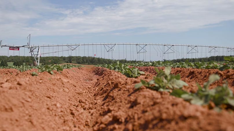 A P.E.I. potato field poised to benefit from Cavendish Farms’ sustainable farming research. A P.E.I. potato field poised to benefit from Cavendish Farms’ sustainable farming research.