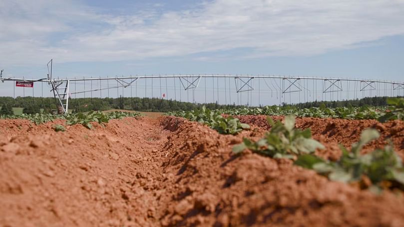 A P.E.I. potato field poised to benefit from Cavendish Farms’ sustainable farming research. A P.E.I. potato field poised to benefit from Cavendish Farms’ sustainable farming research.