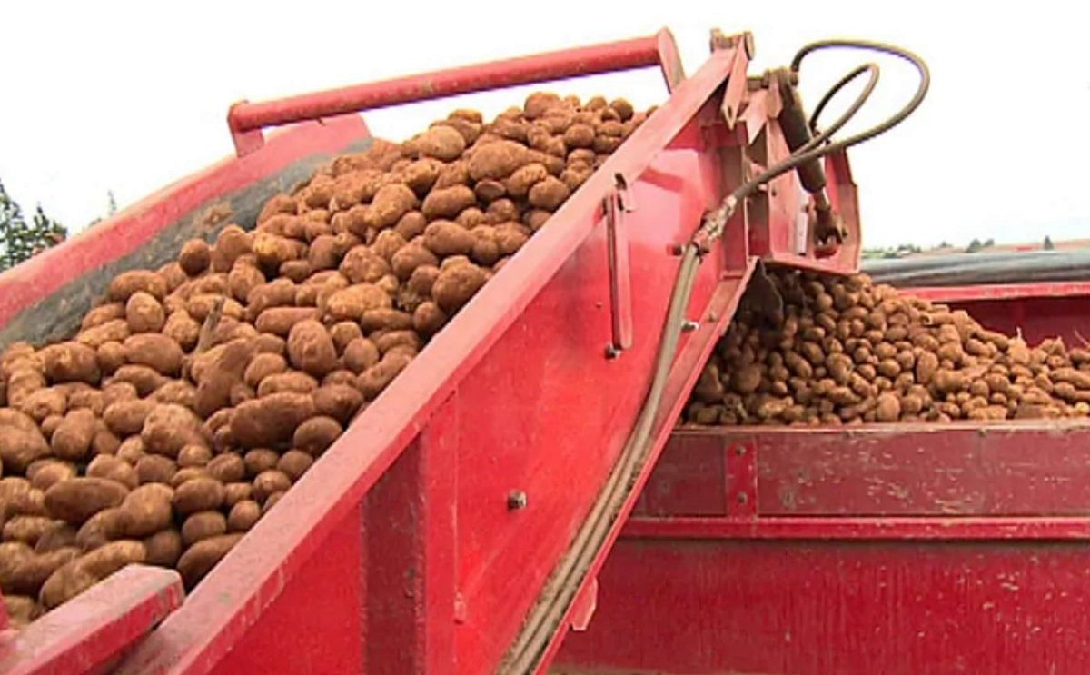 P.E.I. farms post best cash receipts in a decade P.E.I. farms post best cash receipts in a decade