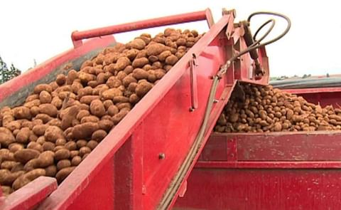 CFIA says export certification resumes after no further positive tests for potato wart. CFIA says export certification resumes after no further positive tests for potato wart.