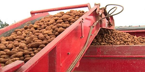 P.E.I. seed potatoes cleared for export to U.S. after no more wart found